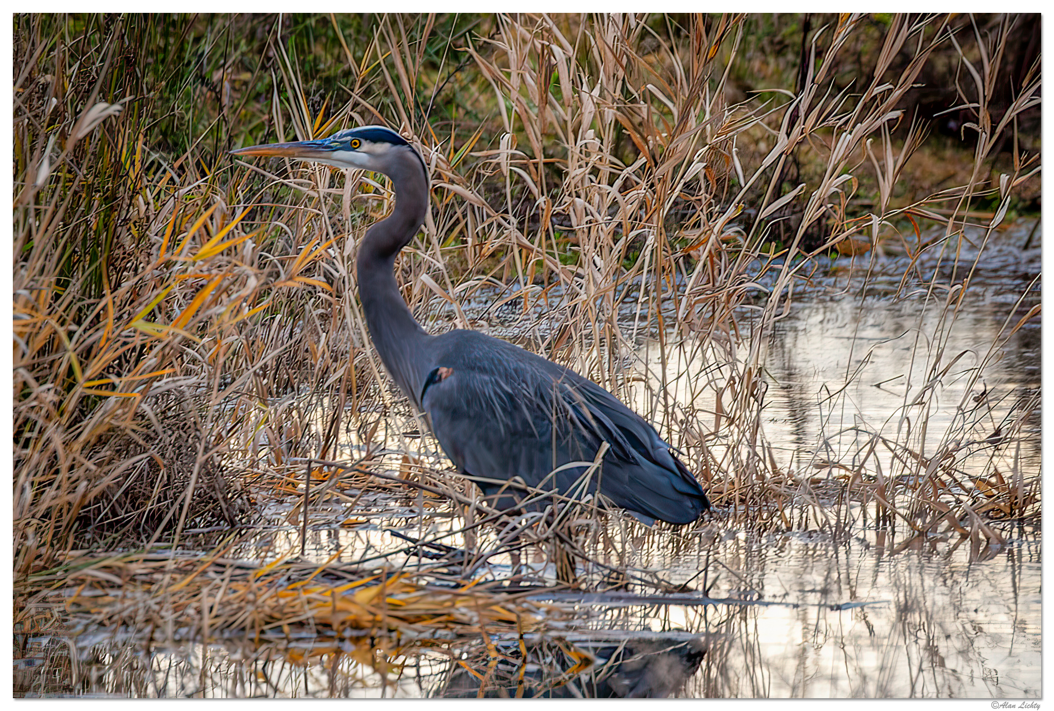 RWR-GBHeron2.jpg