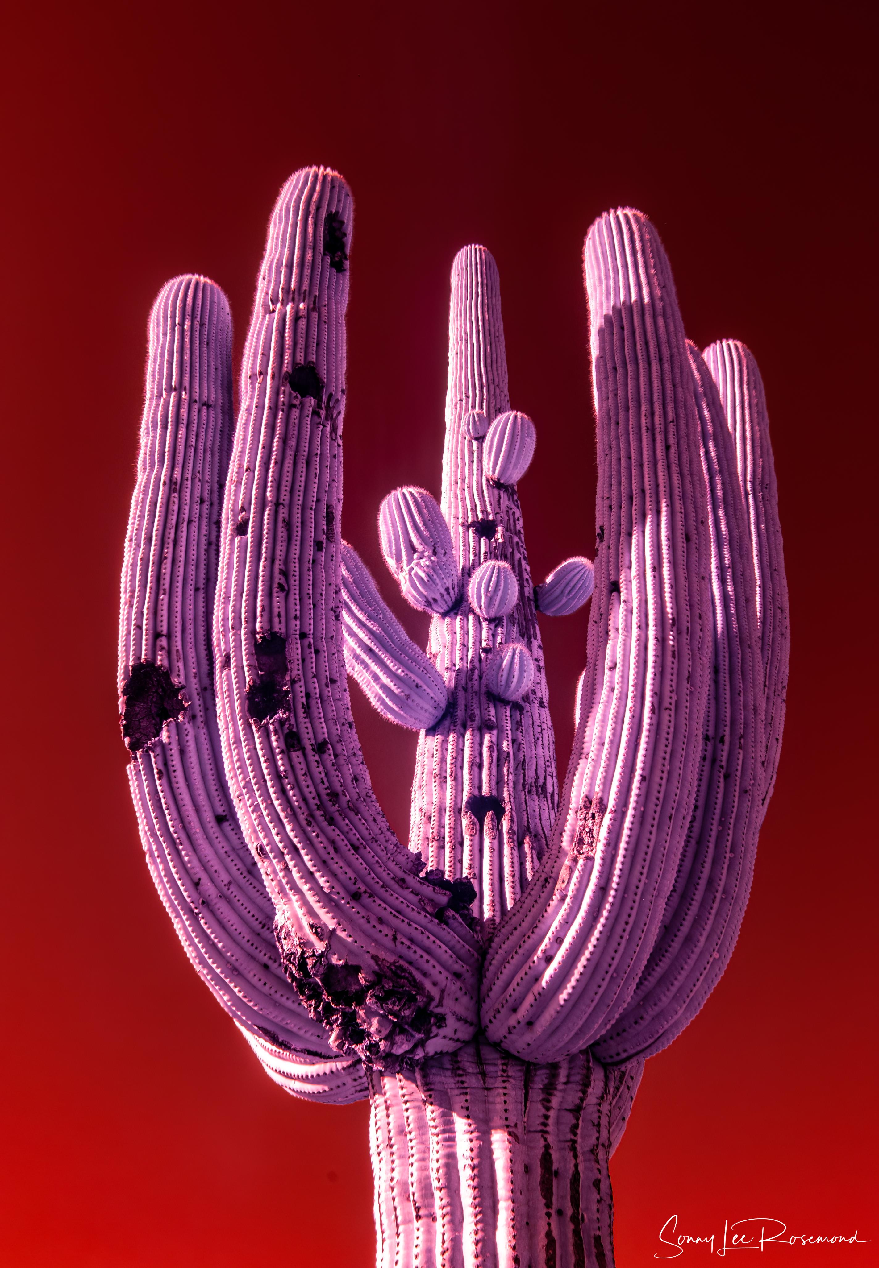 saguaro_national_park_02152023-1