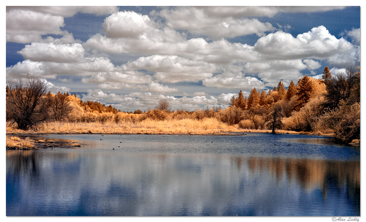 Salmon Creek Ducks