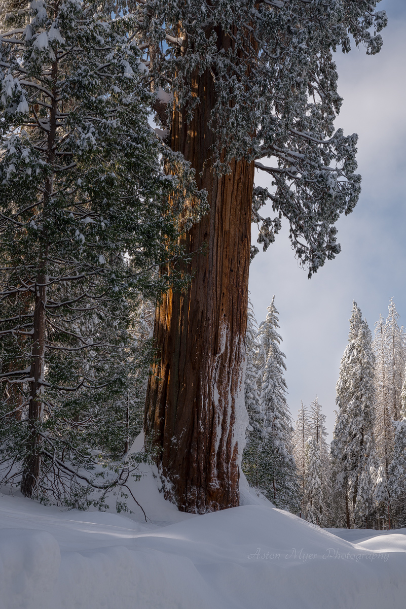 Sentinel After The Storm