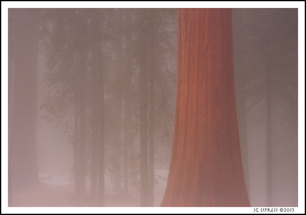 Sequoia National Park, CA.