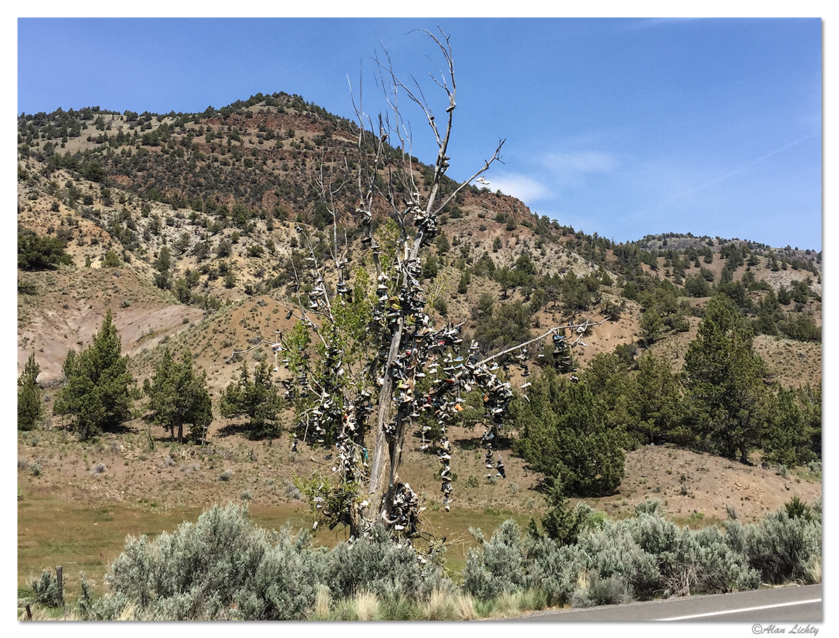 Shoe Tree