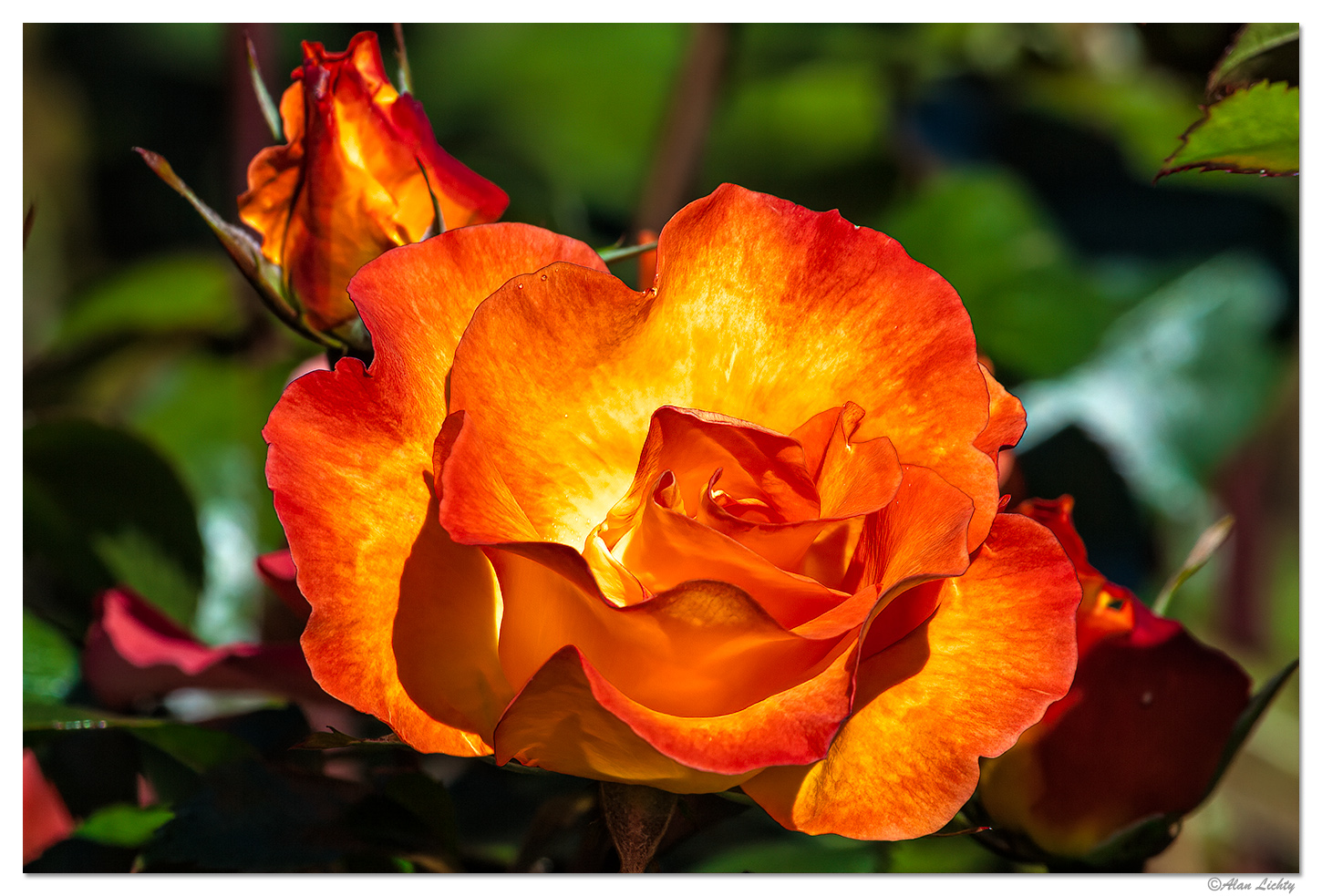 Shore Acres Rose