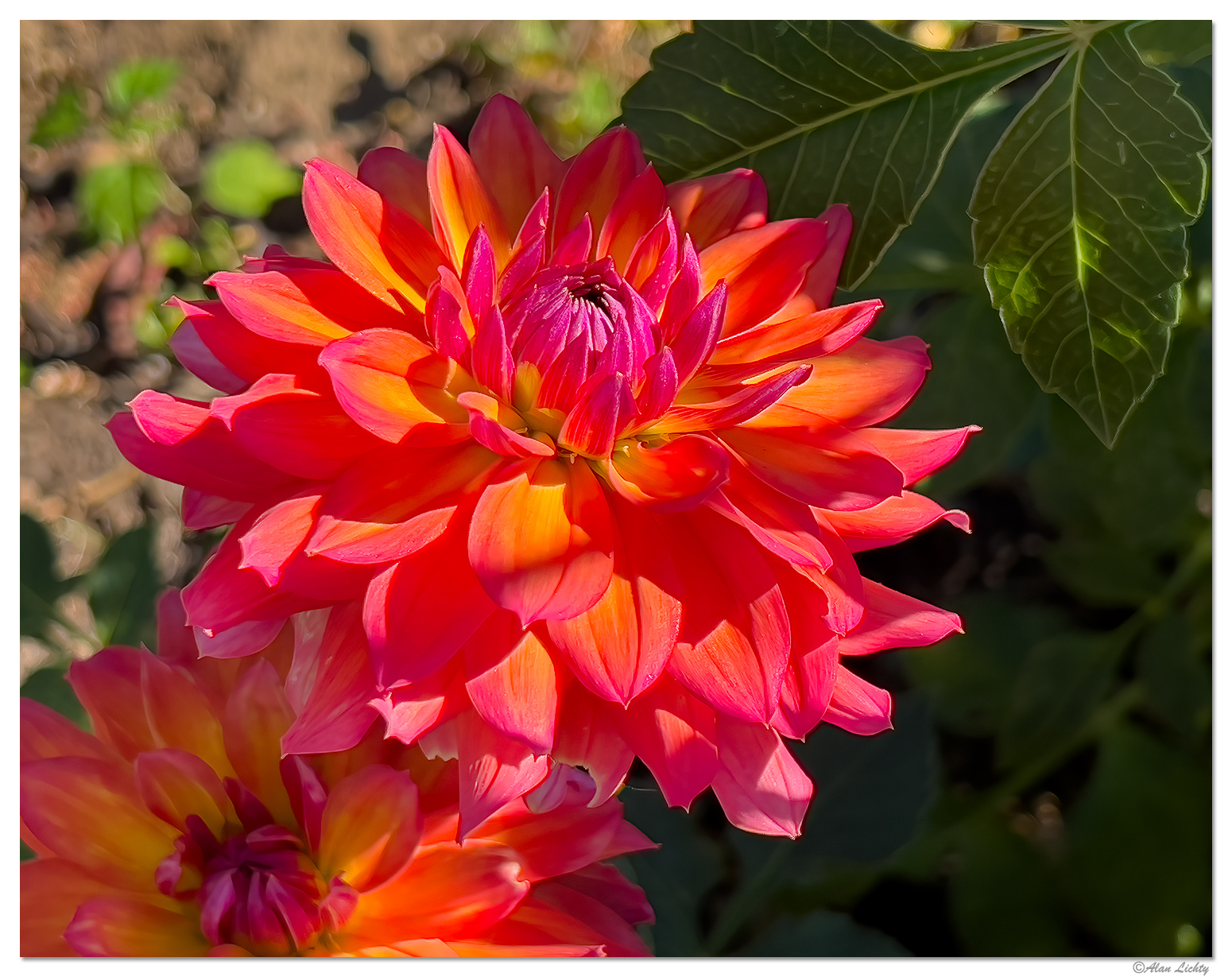 SidewalkDahlia.jpg
