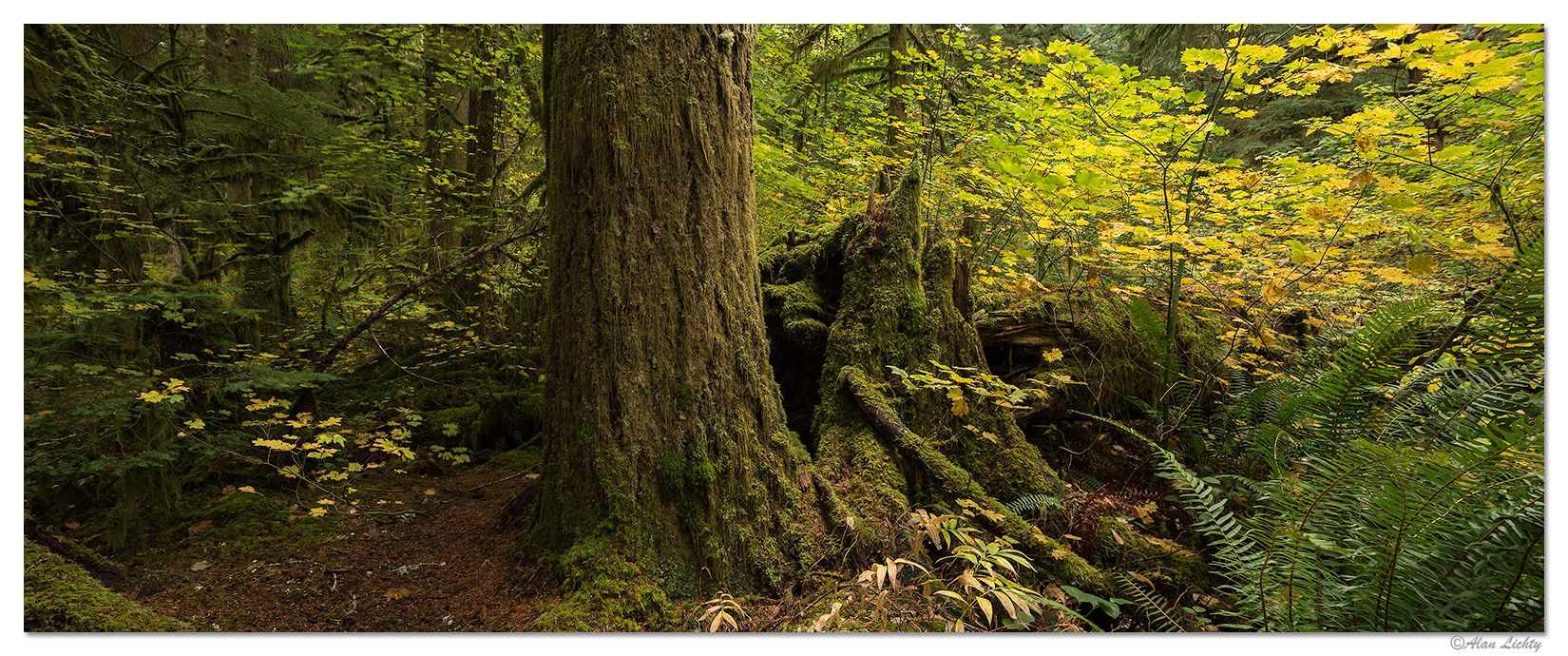 Silver Falls Rim Trail