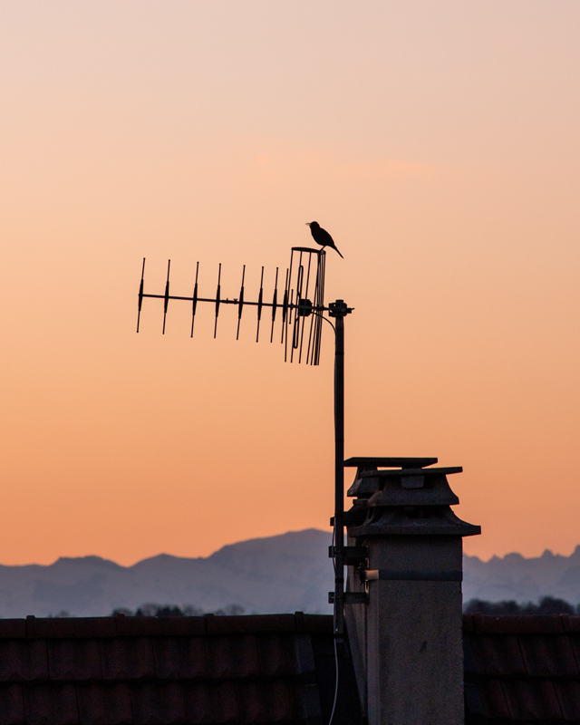 Singing on the roof