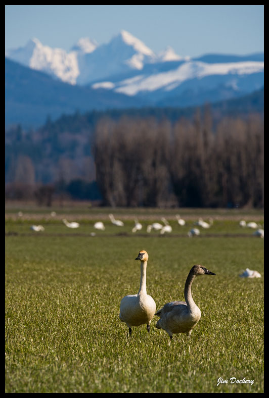 Skagit-Birds-3.10.18-(137)