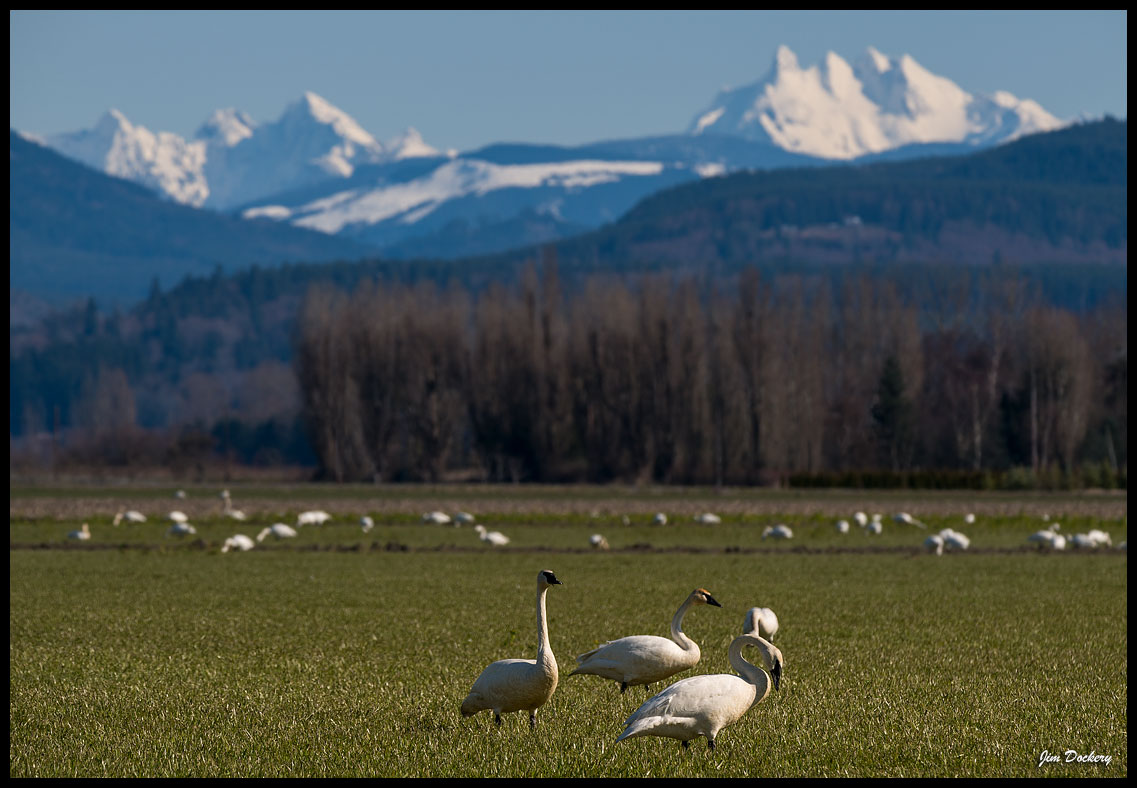 Skagit-Birds-3.10.18-(18)