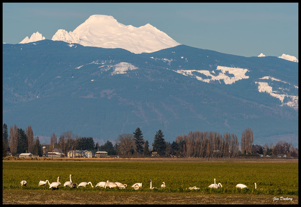 Skagit-Birds-3.10.18-(181)