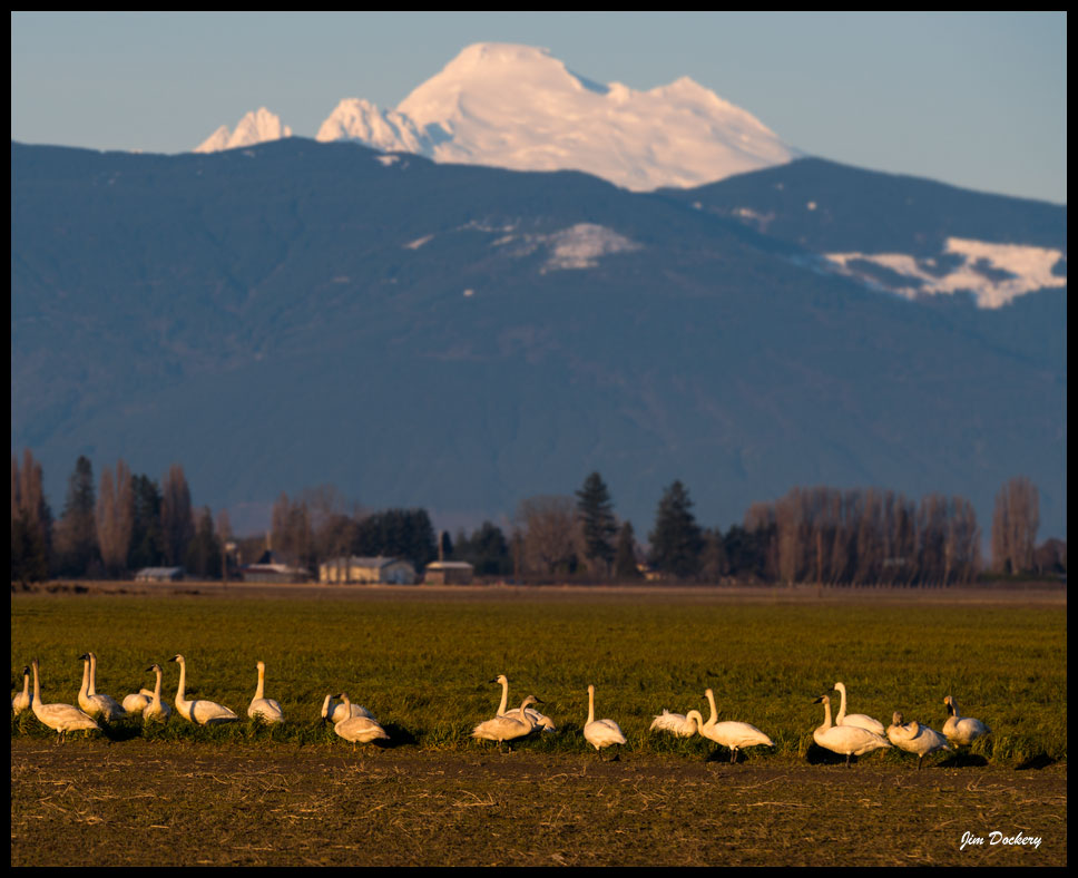 Skagit-Birds-3.10.18-(192)