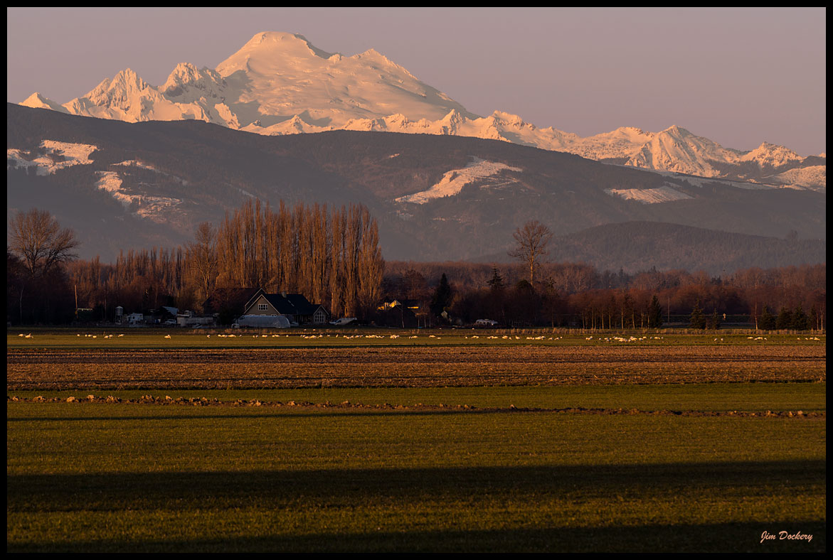 Skagit-Birds-3.10.18-(211)