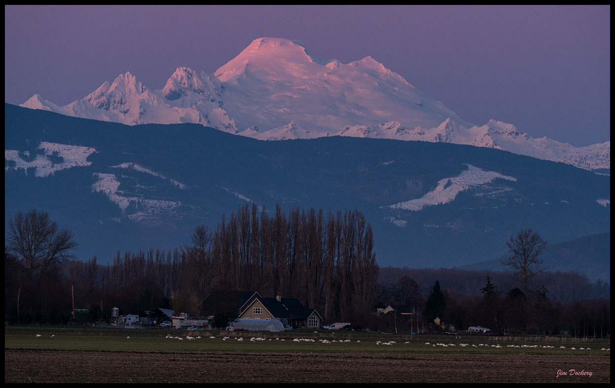 Skagit-Birds-3.10.18-(248)