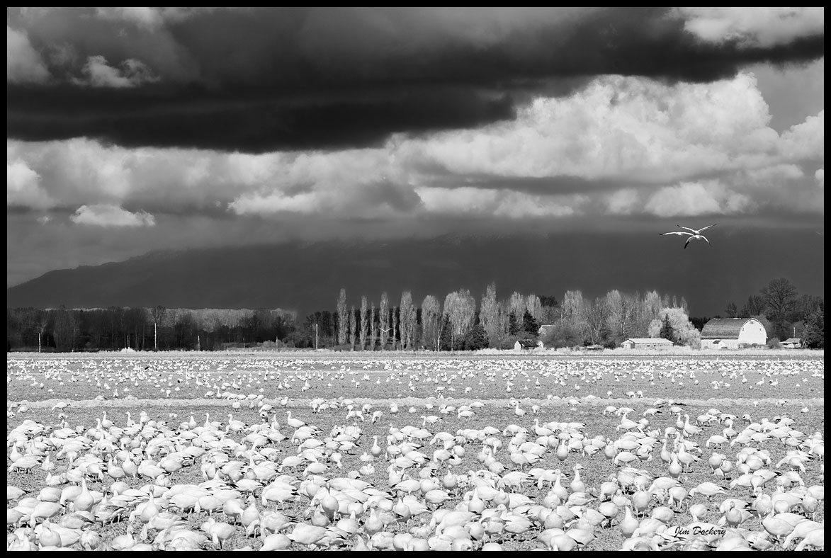 Skagit-Birds-3.18.18-(155)