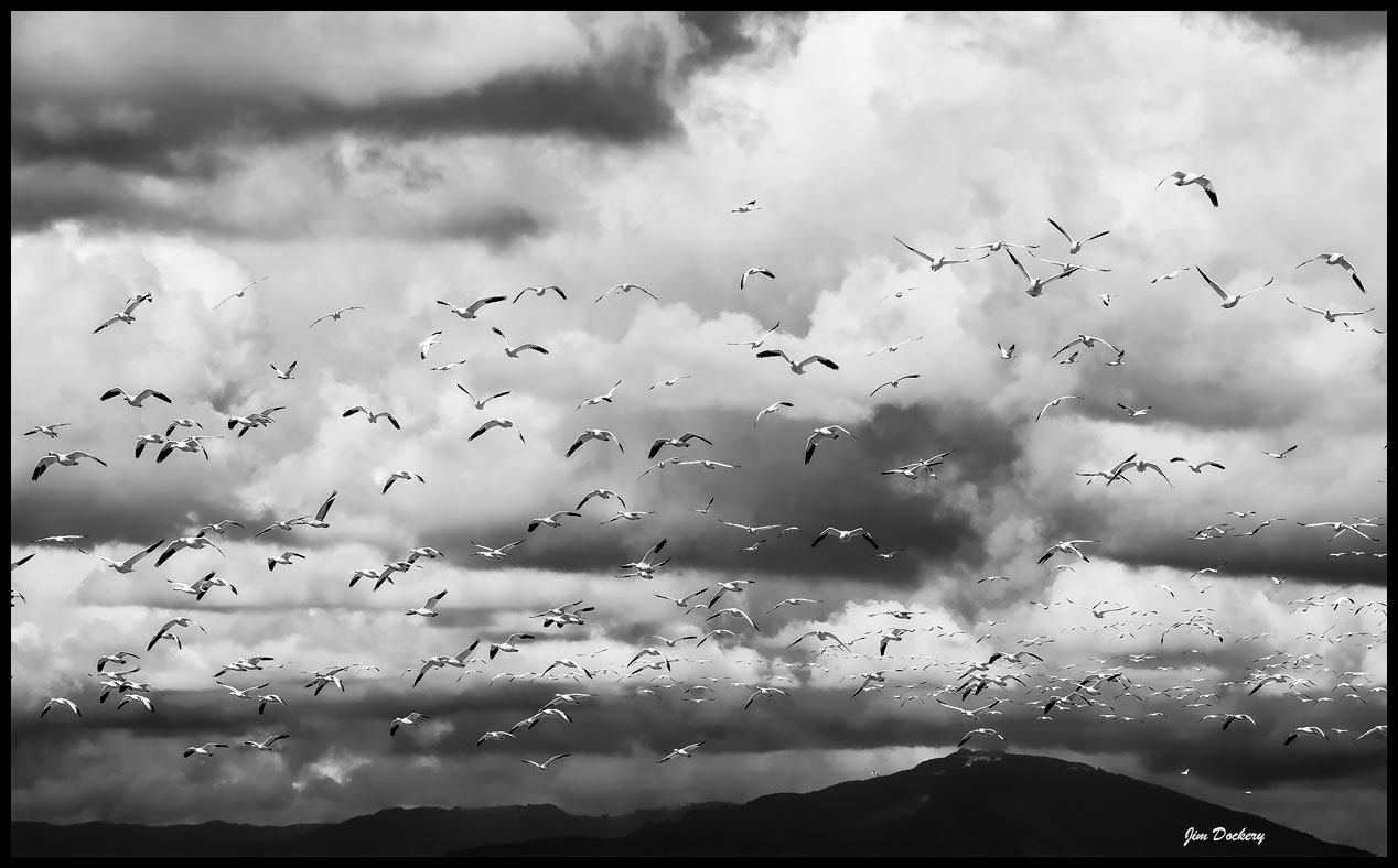 Skagit-Birds-3.18.18-(279)