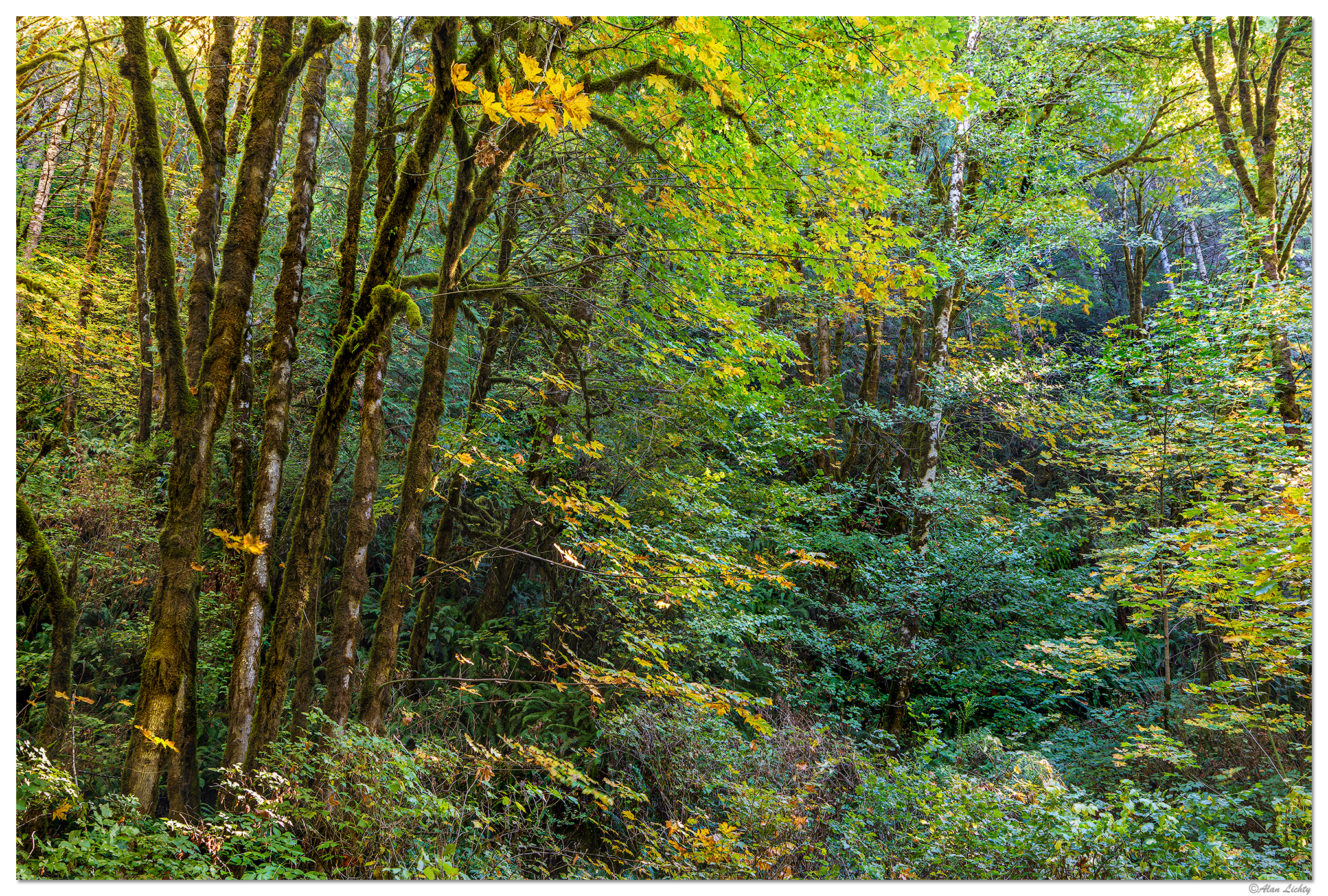 SNF-ThomsonCreekRd.jpg