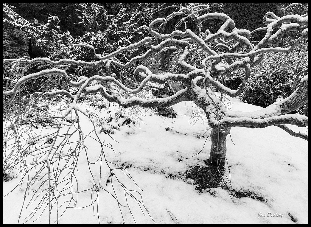 Snow-on-Maple-(10)