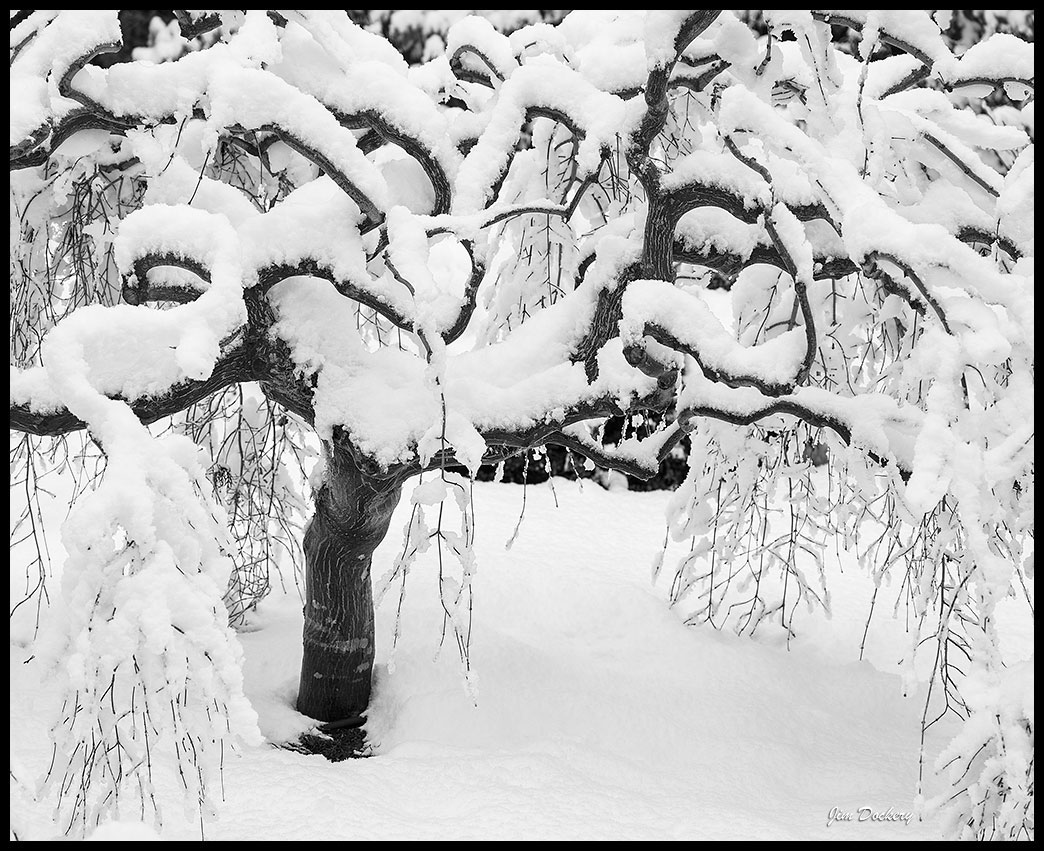Snowy-Maple-(1bw)