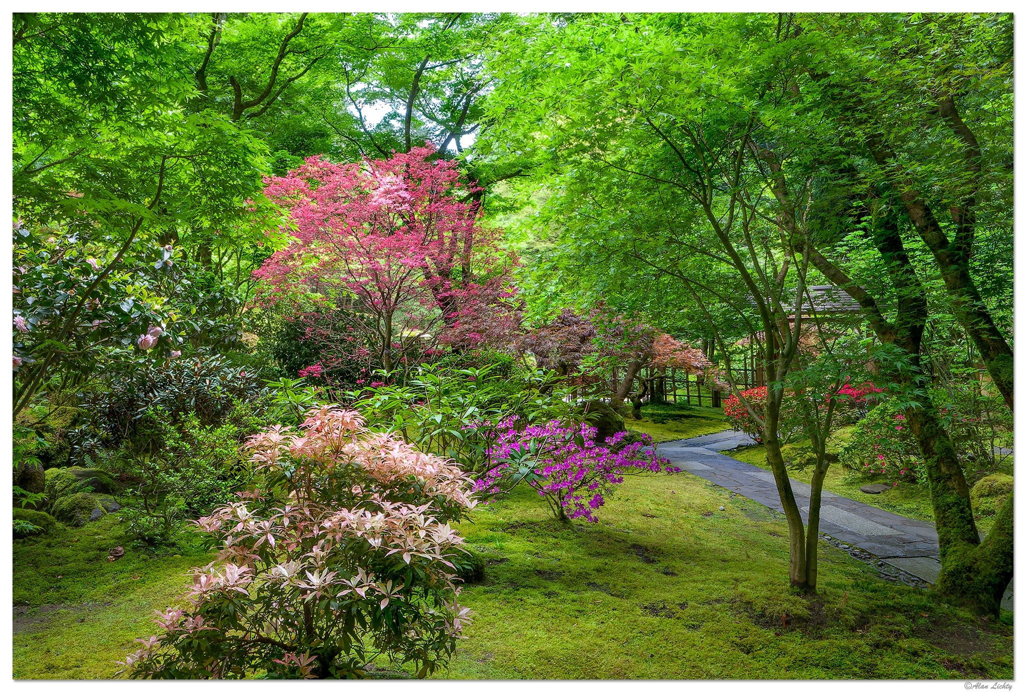 Spring At The Tea Garden