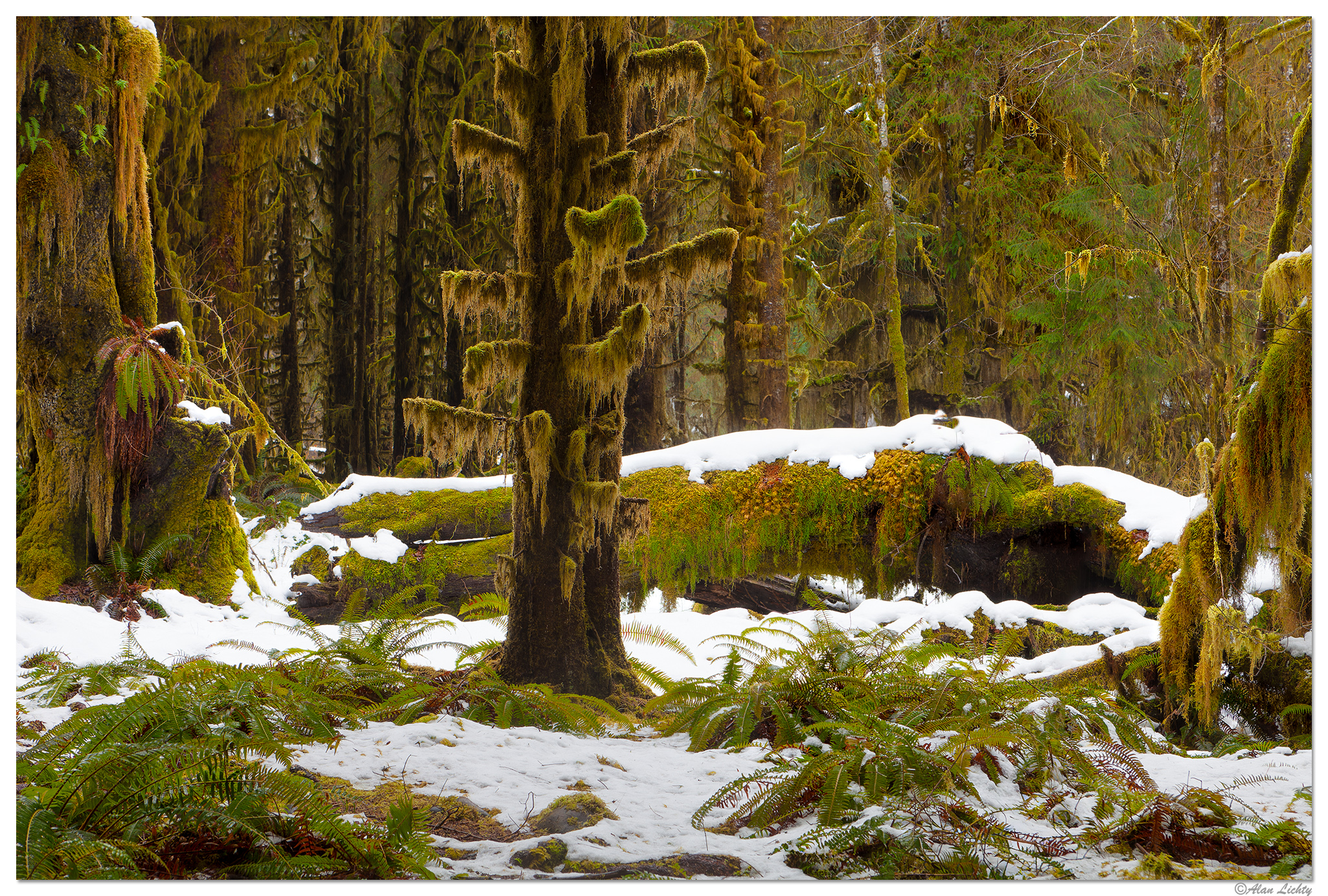SS-SnowHoh022111-2.jpg