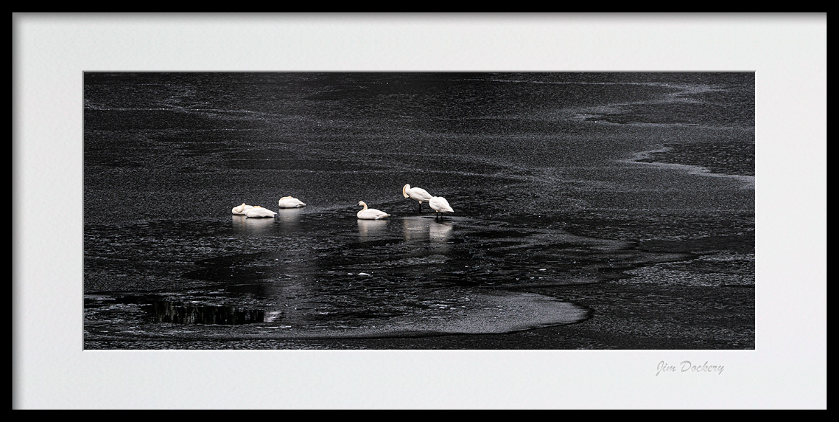 Swans on Patterson Lake