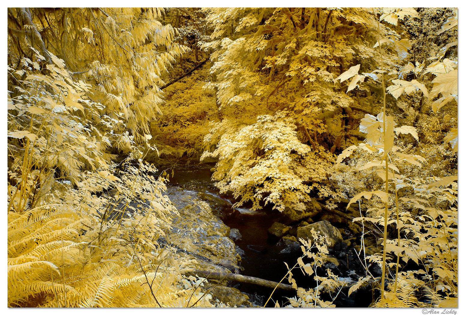 Sweet Creek at 590nm