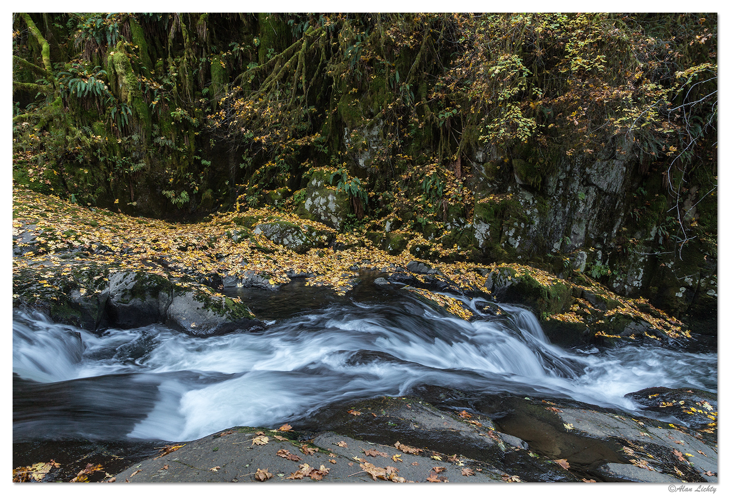 Sweet Creek Leaves and Rapids