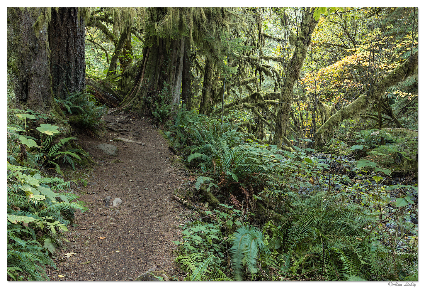 Sweet Creek Trail