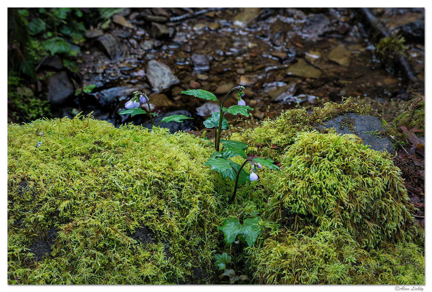 Sweet Creek - Trailside Flowers