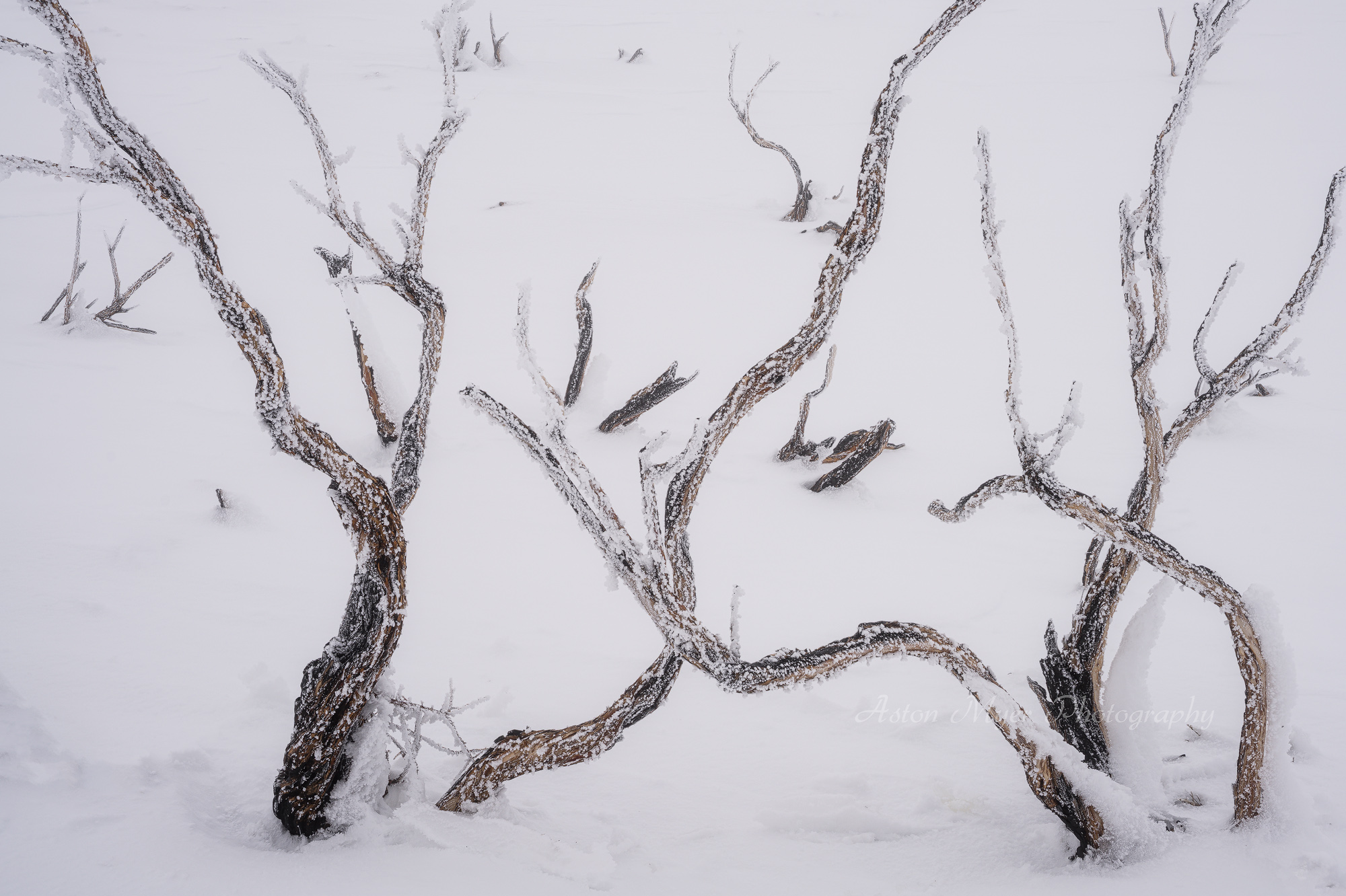 Tangle of Fire and Ice.jpg