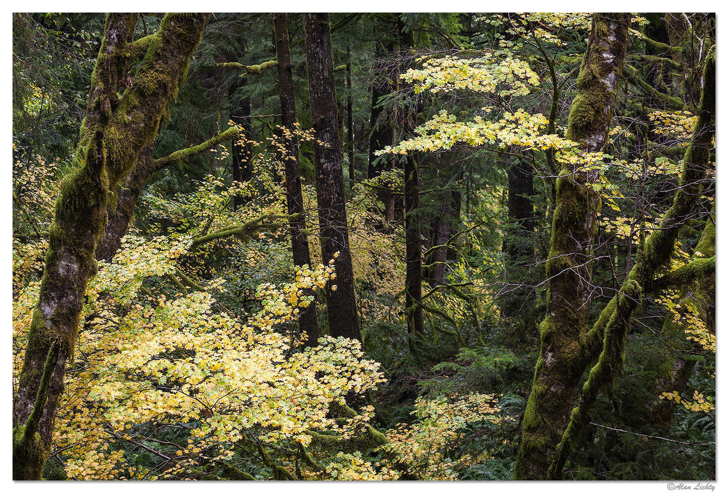 Tenmile Creek Fall