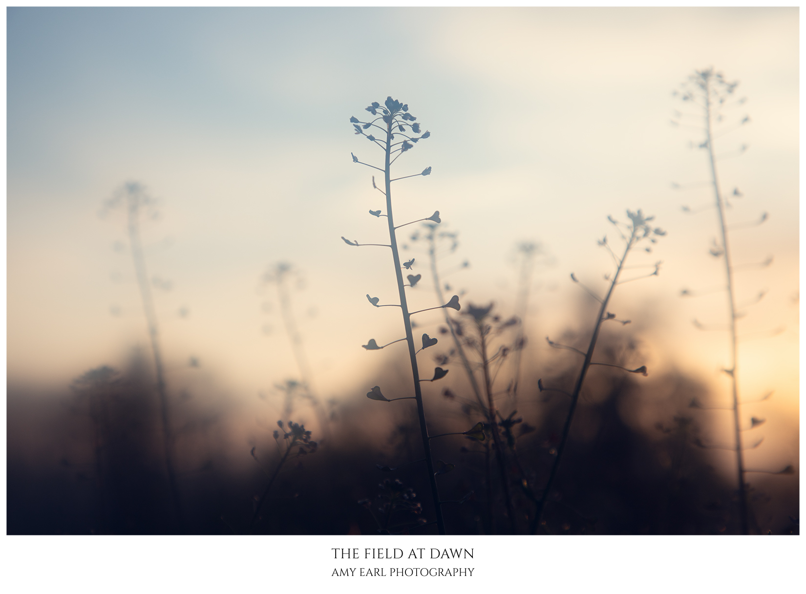 The Field At Dawn