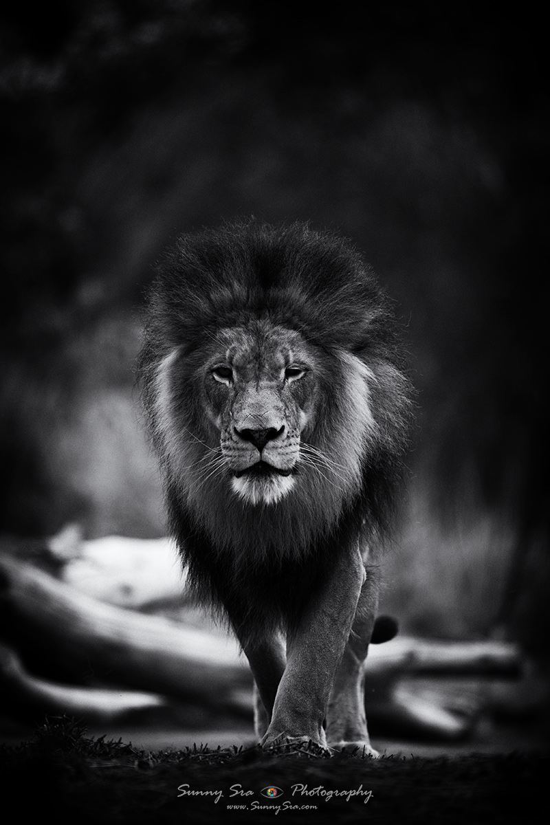 The King