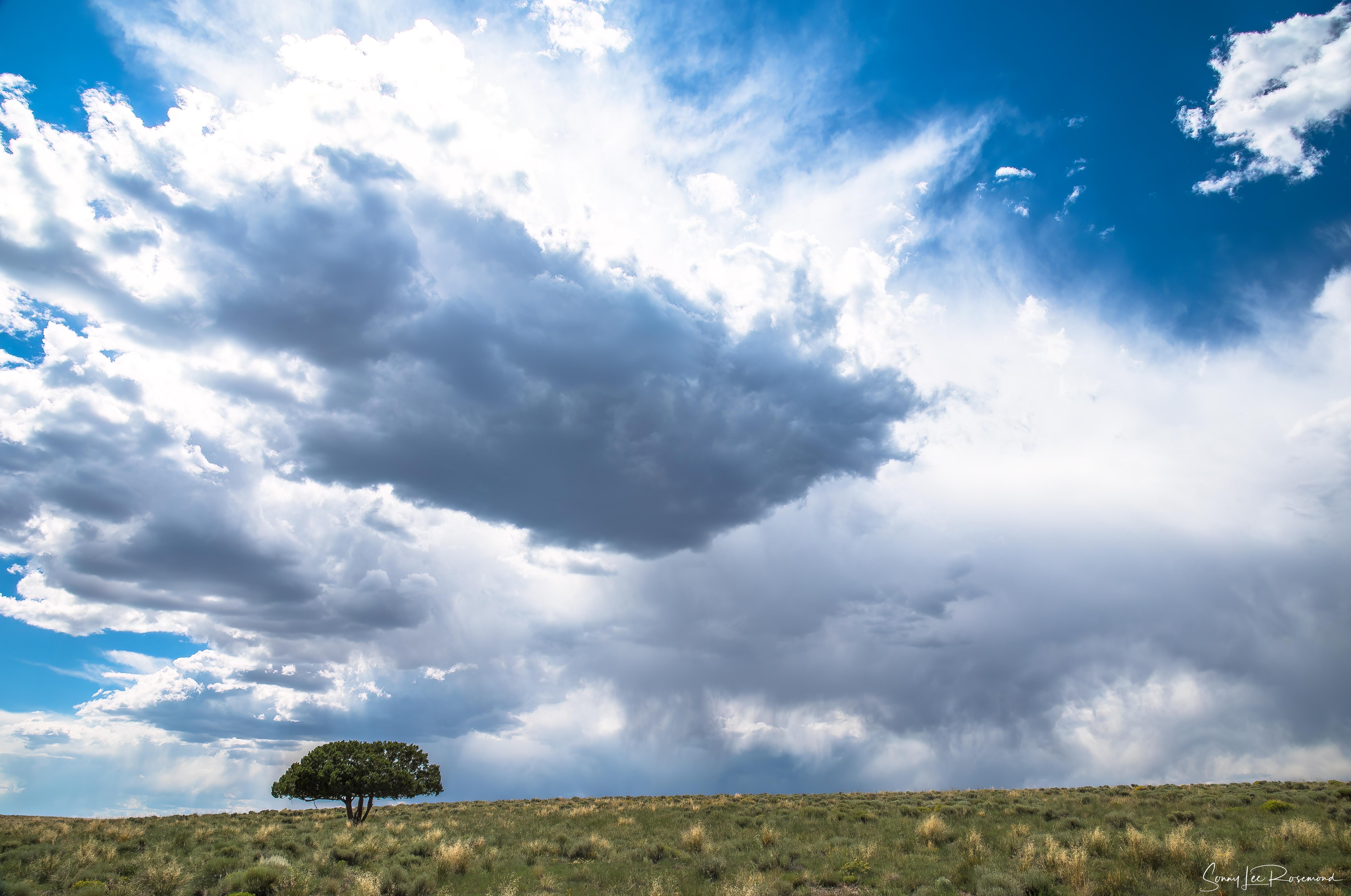 The Tree-LR-1