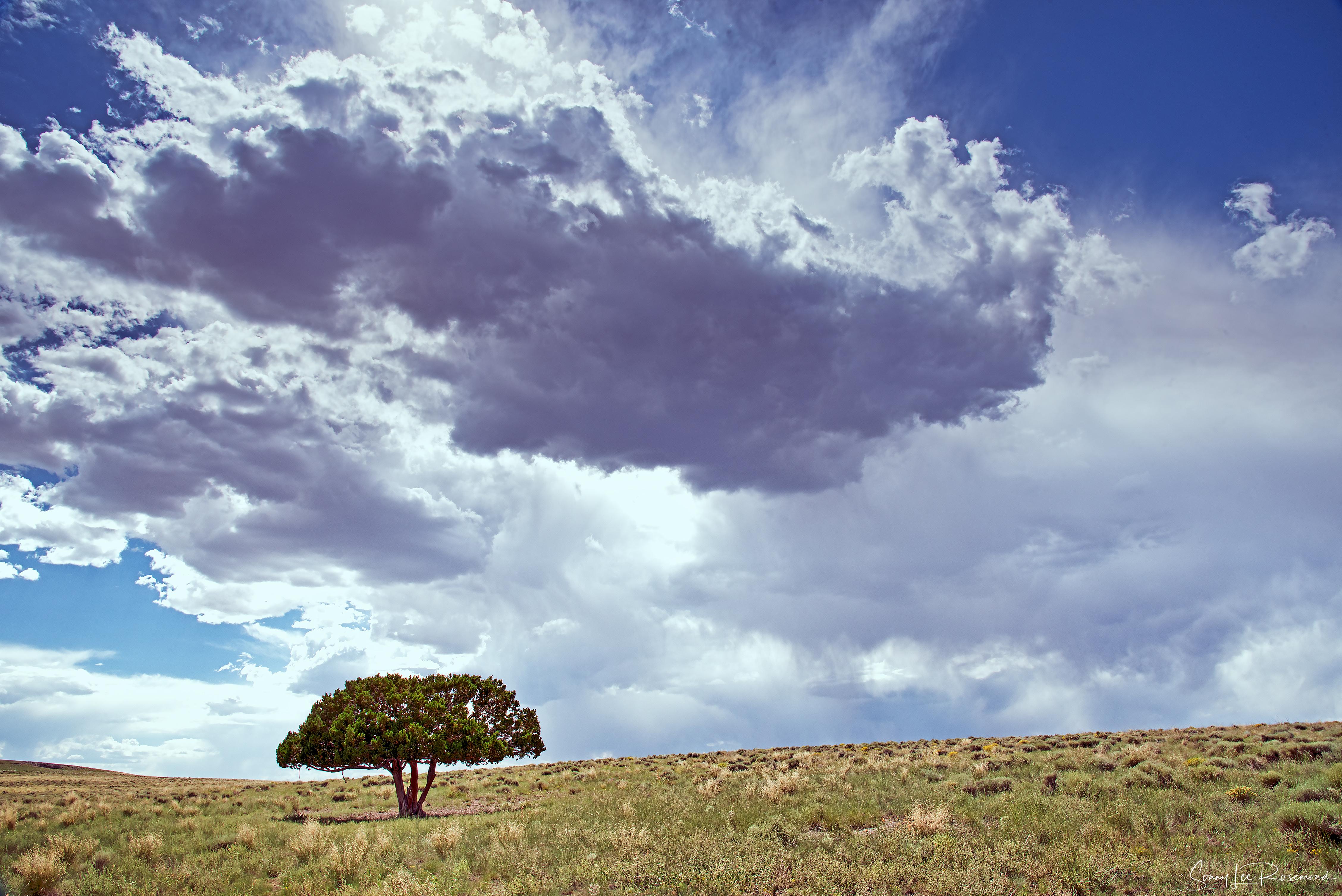 The Tree