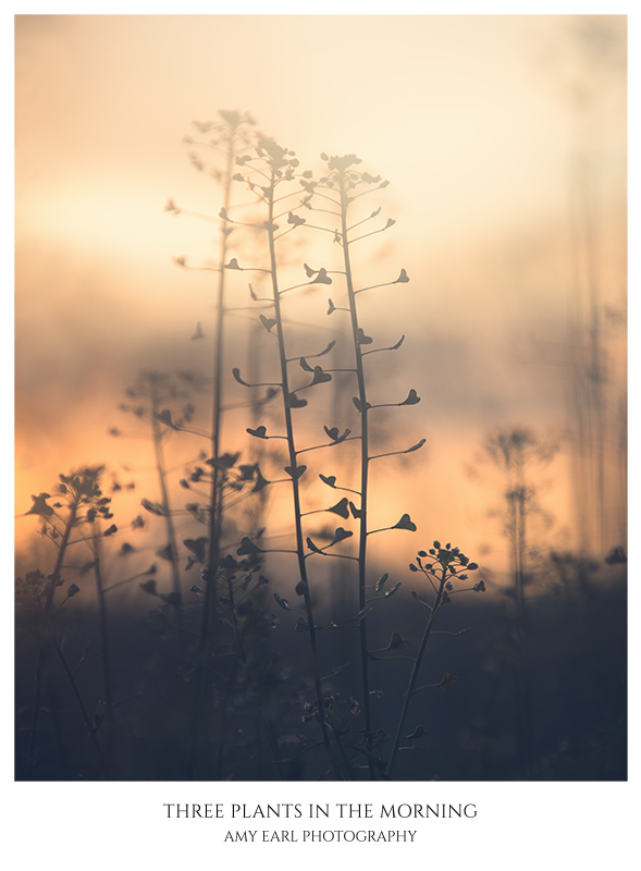Three Plants In The Morning