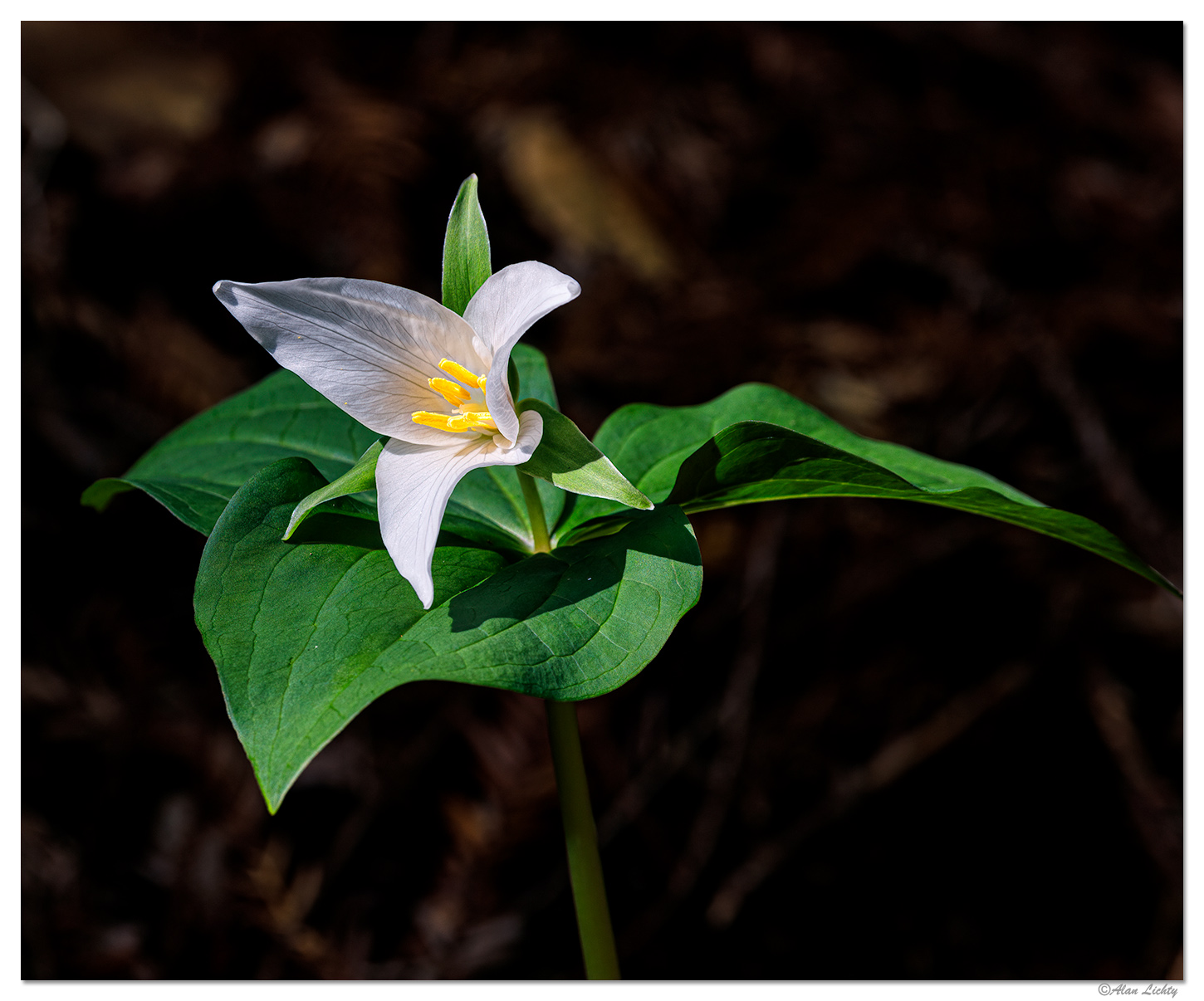 Trailside Trillium