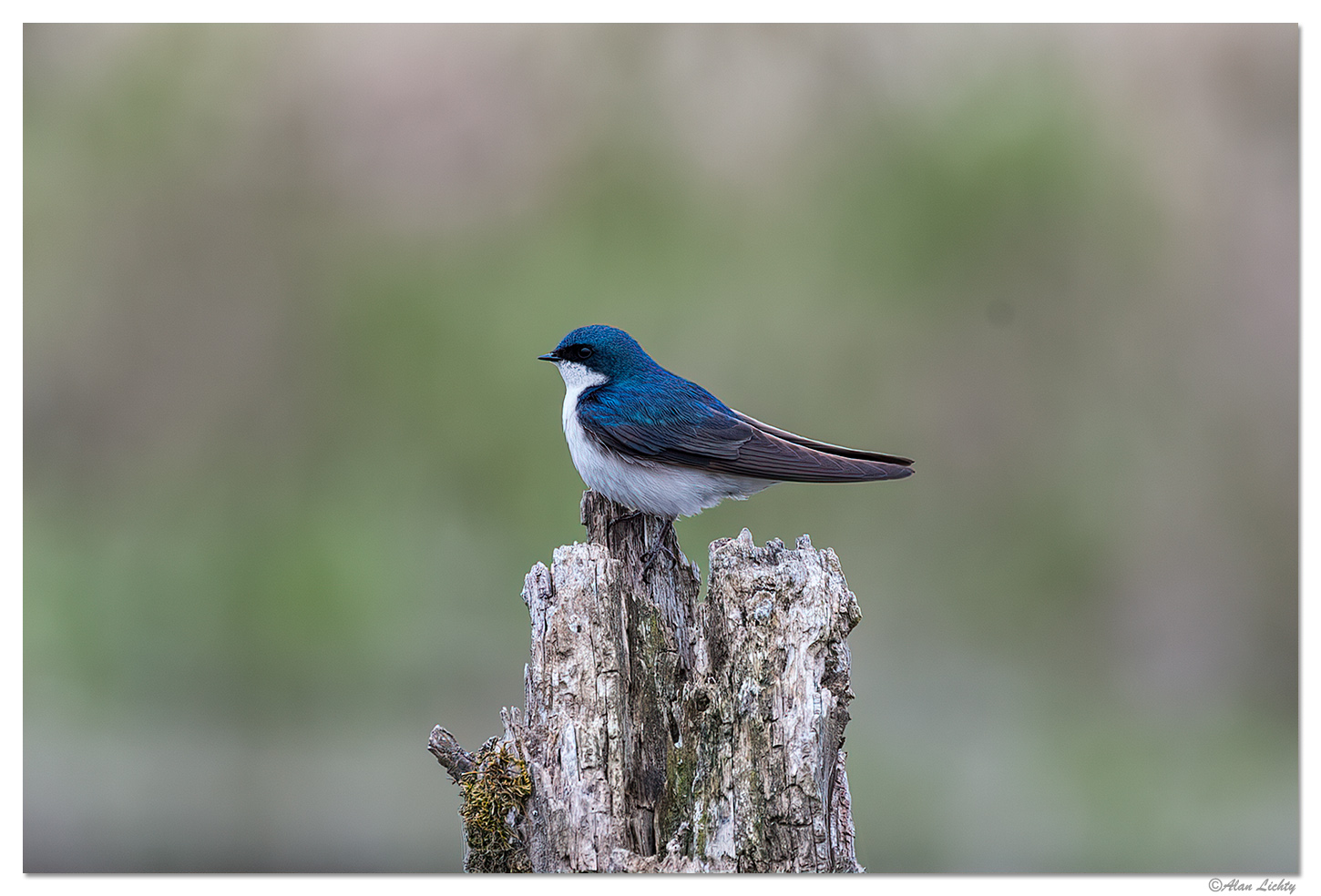 Tree Swallow