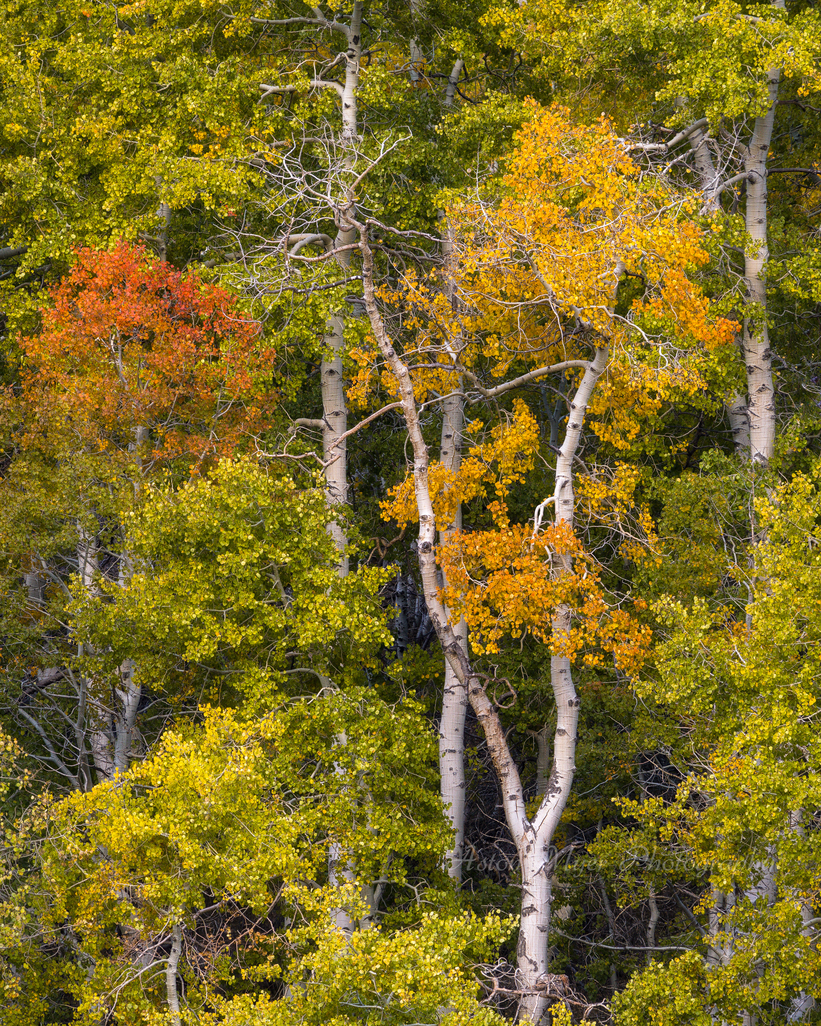 Tri Toned Aspen.jpg