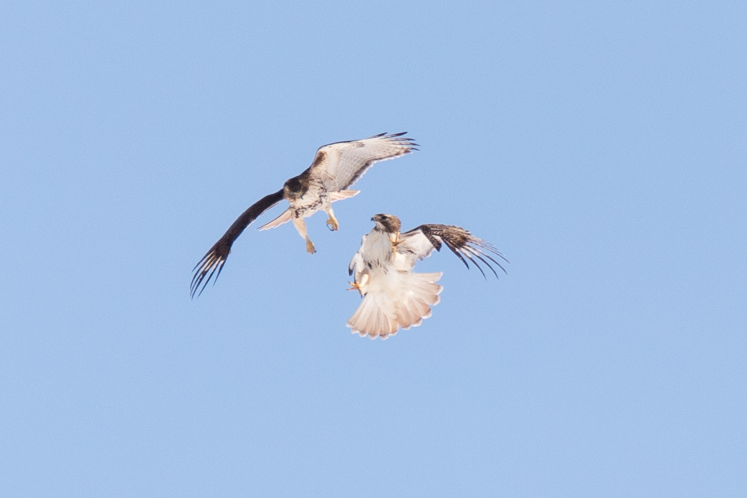 Two Hawks