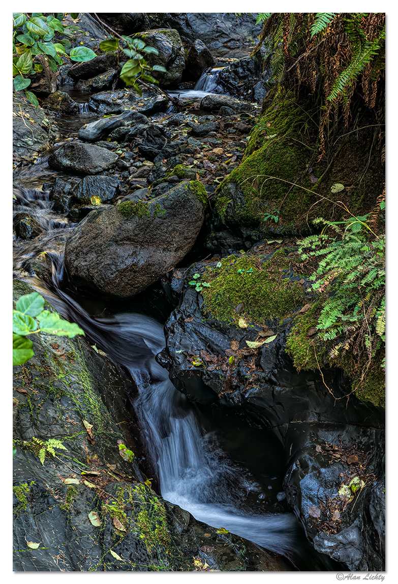 Unnamed Coastal Forest Falls