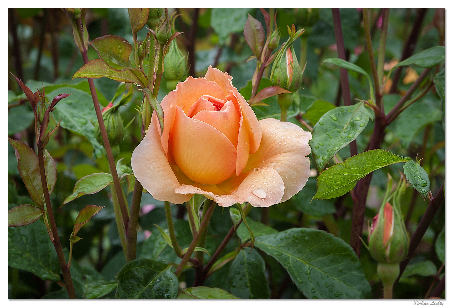 Vancouver Roses