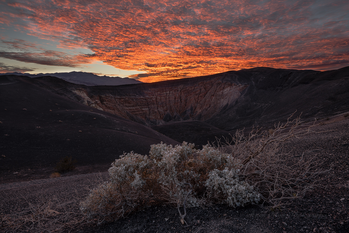 Volcanic Basket Of Holly