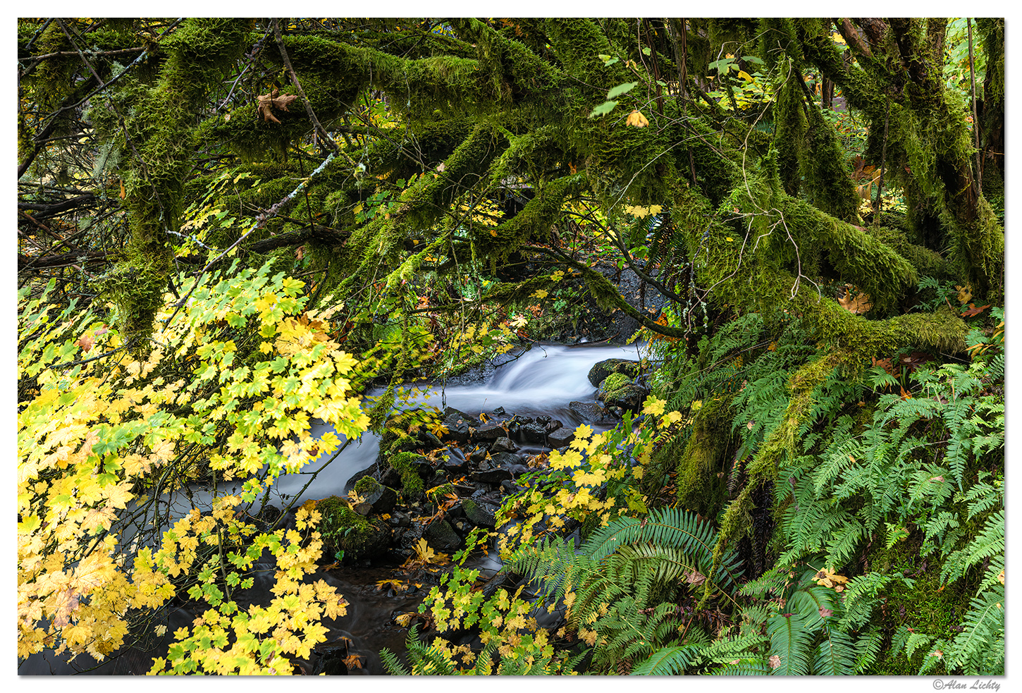 Wahkeena Scene