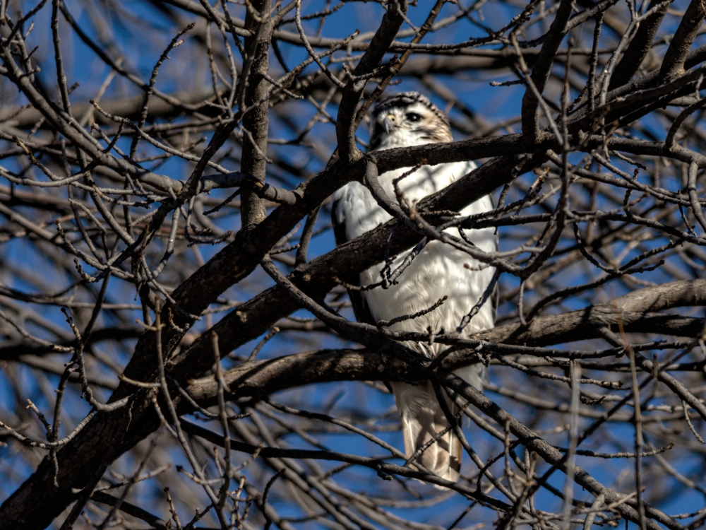 Watchful Eye