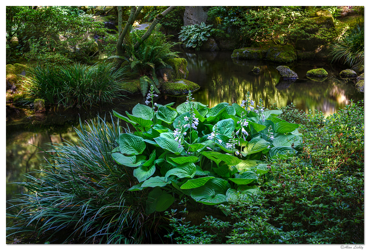 Water and Blooms
