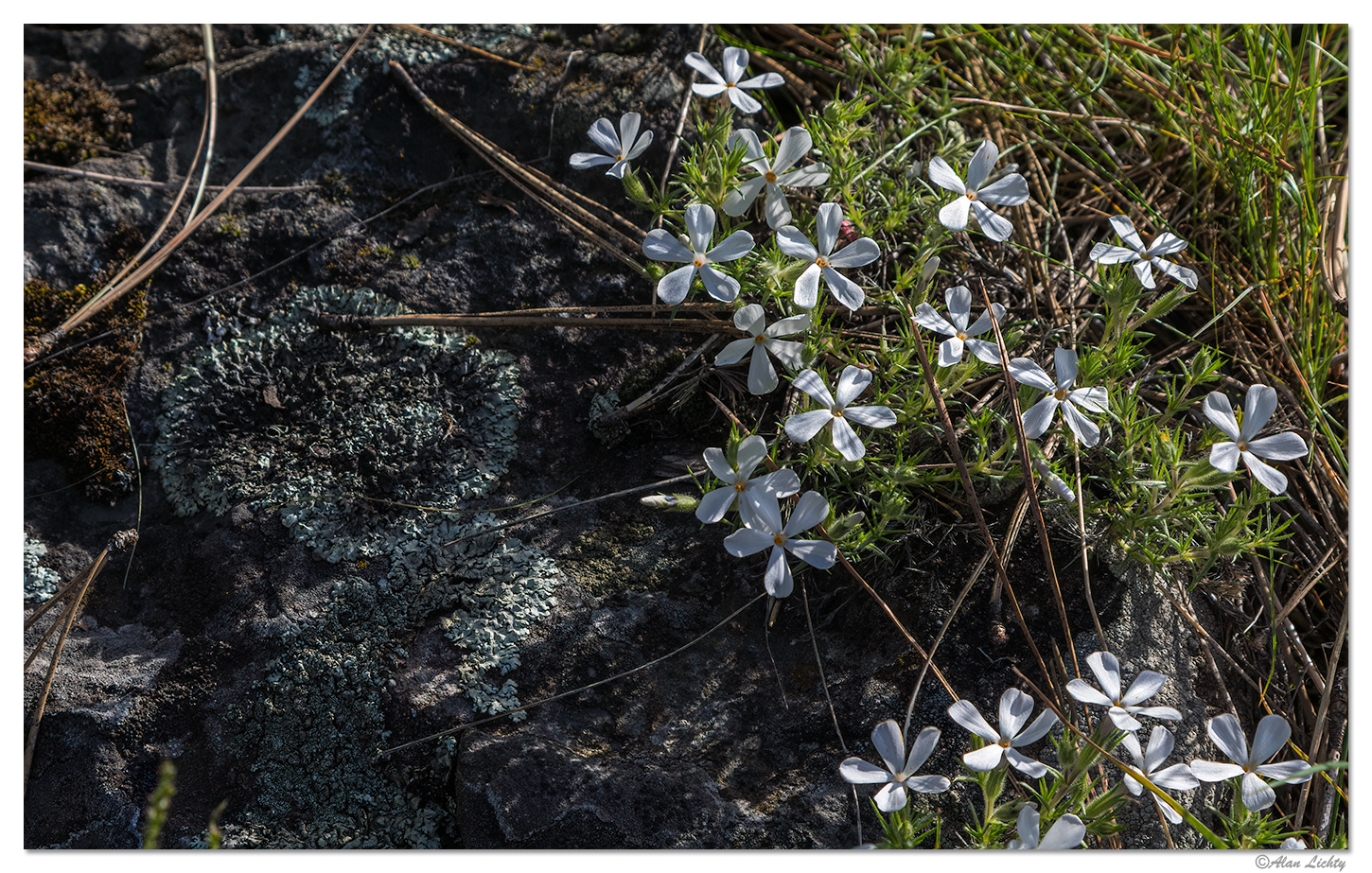 White Flower