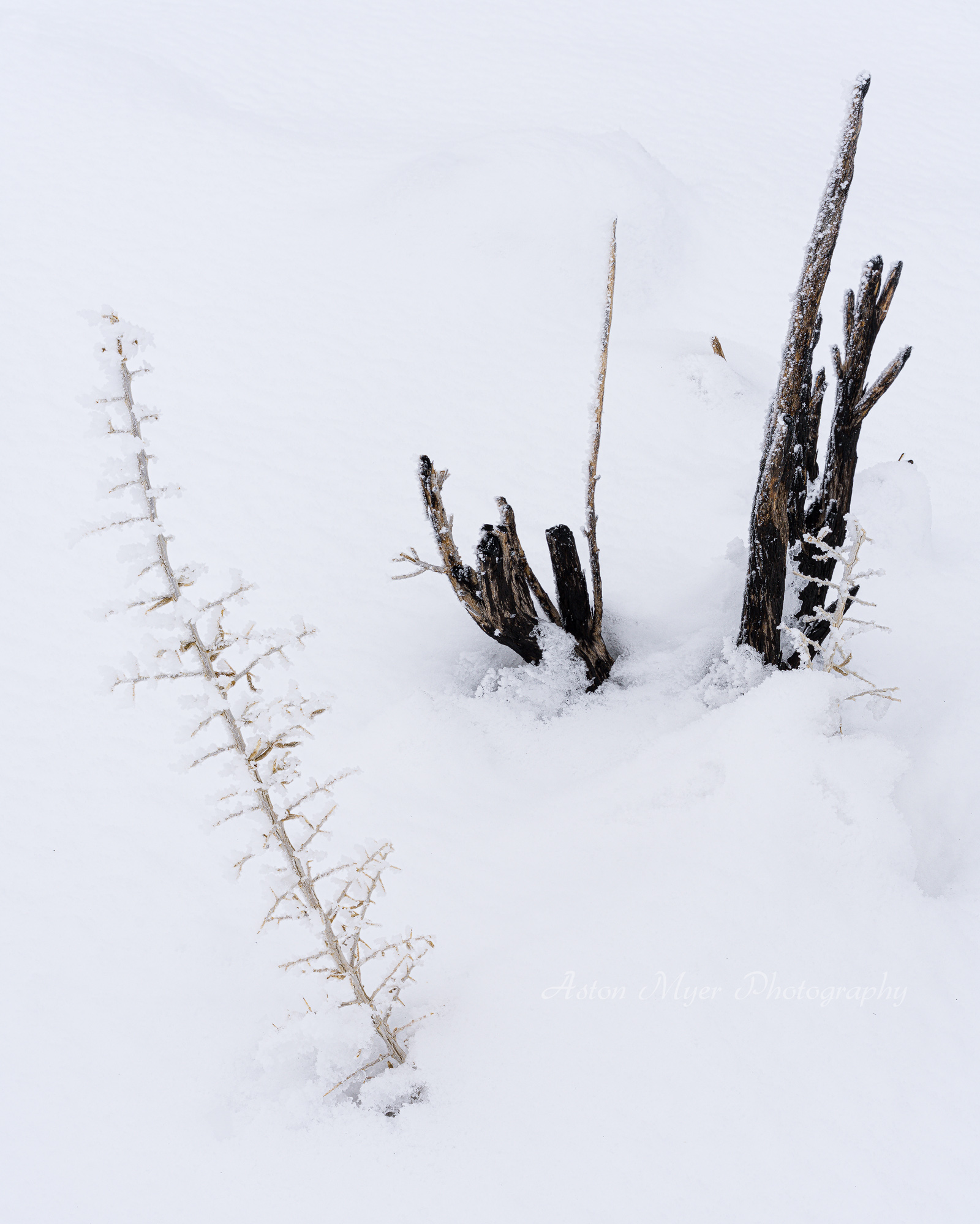 White Frost 2.jpg