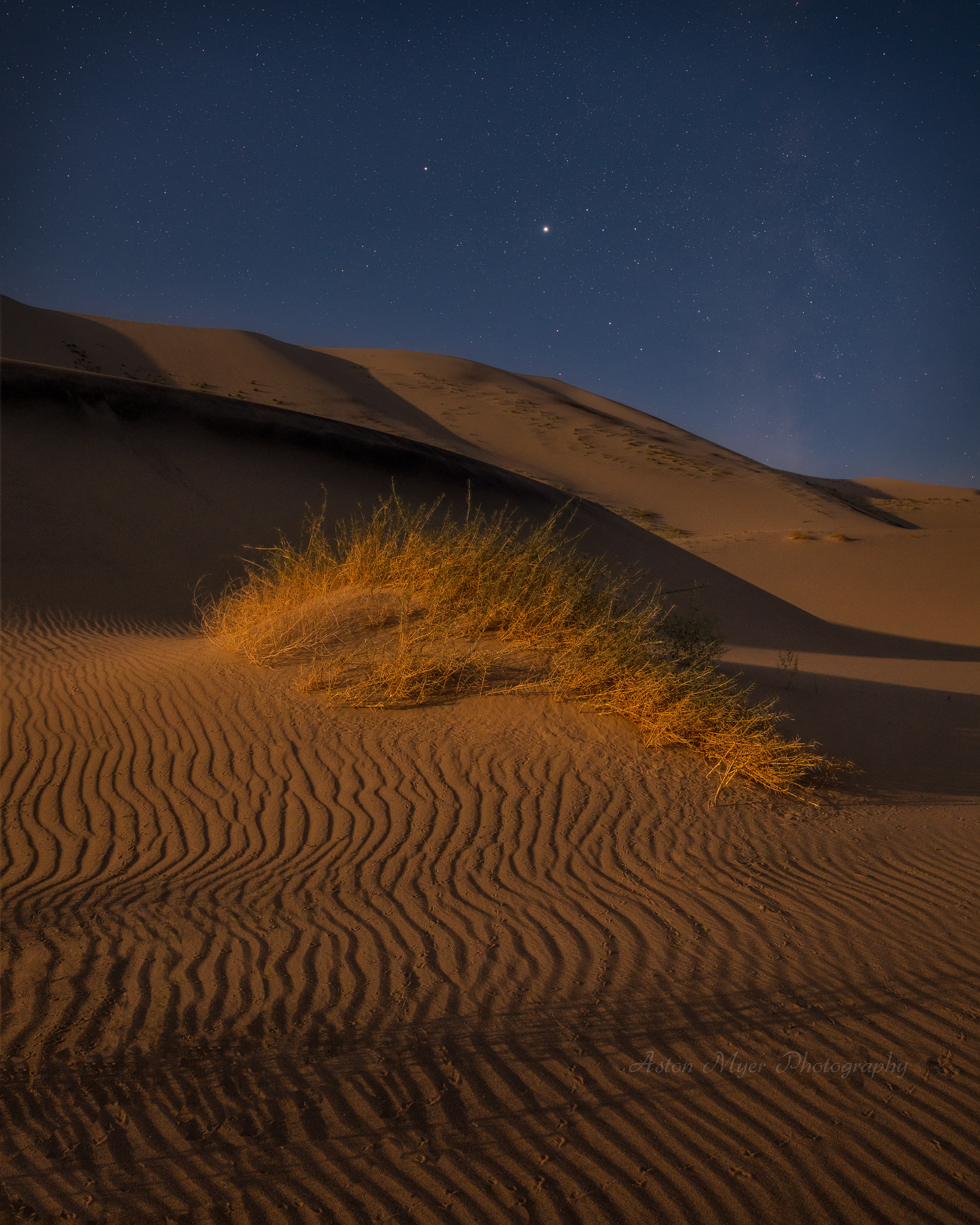 Wind Tracks, Animal Tracks.jpg