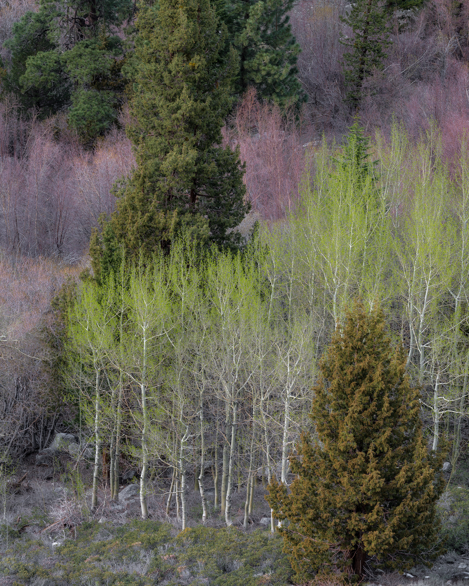 Winter Birch, Spring Aspen.jpg