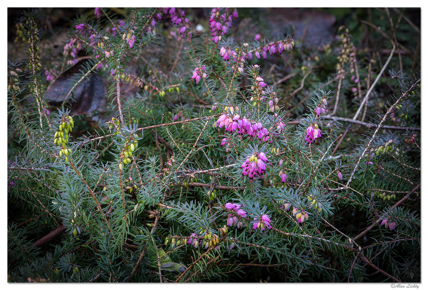 Winter Blooms